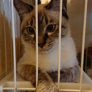 シャム柄の雑種猫（8ヶ月オス）