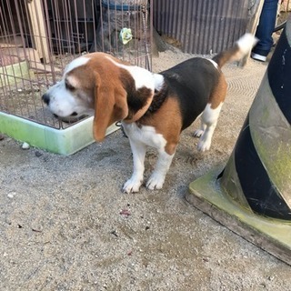 ビーグル メス 里親探しています - 犬