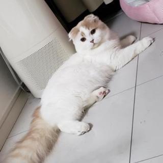 猫好きでグルメな友達(* ´ ▽ ` *)ﾉ − 東京都