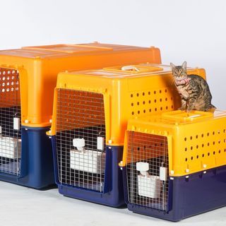 ペット用キャリー2種類【その2】の画像