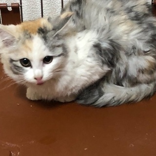 ふわふわ長毛のパステルミケちゃん