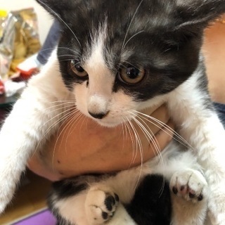 寂しがり屋の白黒子猫ちゃん