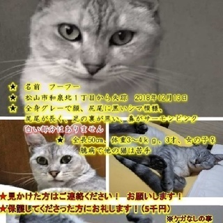 サバトラ猫（3才、女の子）　松山市和泉北１丁目から失踪