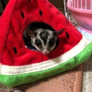フクロウモモンガ