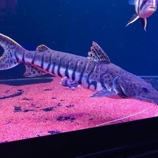 タイガーシャベルノーズキャット