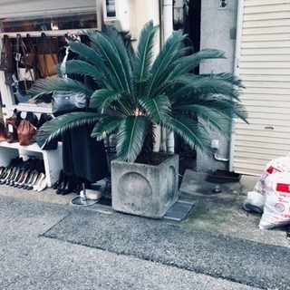 ソテツ