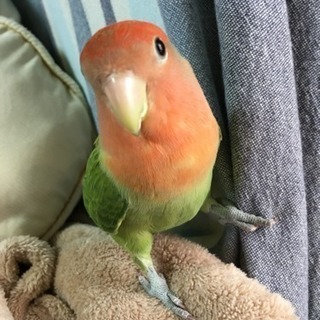 コザクラインコ雌 手乗り