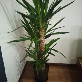 観葉植物！お店やホテルライクなインテリアに！