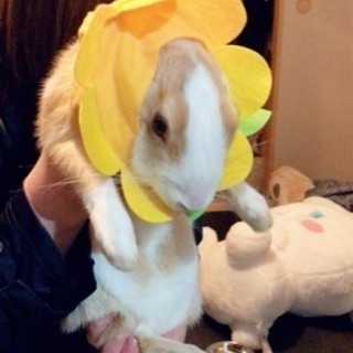 ミニうさぎ