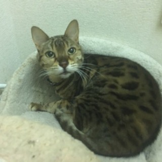 11歳のベンガル猫、メス
