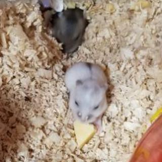 ハムスター里親募集