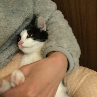 一時停止中＊白黒ハチワレ、キジトラ子猫の画像