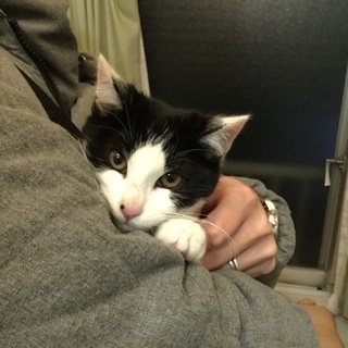 一時停止中＊白黒ハチワレ、キジトラ子猫 - 大和市