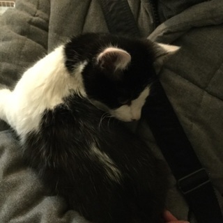 一時停止中＊白黒ハチワレ、キジトラ子猫 - 猫