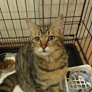 一時停止中＊白黒ハチワレ、キジトラ子猫 − 神奈川県