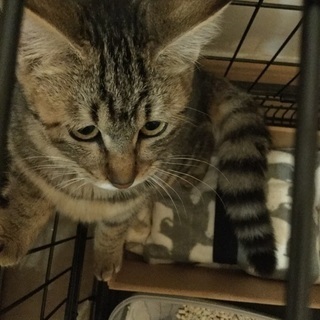 一時停止中＊白黒ハチワレ、キジトラ子猫 - 里親募集