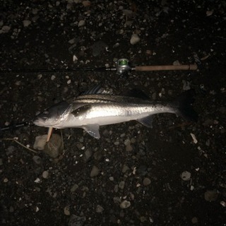 釣り友