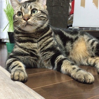 猫友達の募集！