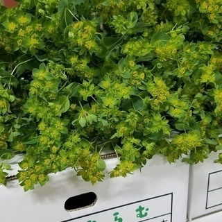 切り花で花業界に貢献しています♪の画像