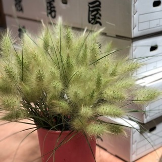 切り花で花業界に貢献しています♪の画像