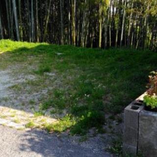 伐採済も数本有ります。竹です。　竹炭、竹馬、物干し竿等にご利用いかがですか。の画像