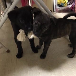 有難うございます。応募多数の為一時停止 保健所からレスキュー🐶生...