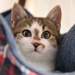 今度はオトナが主役！　猫カフェ風　保護猫譲渡会 - イベント