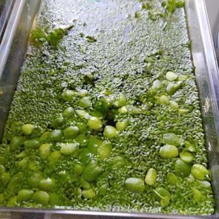 浮草をお譲り致しますの画像