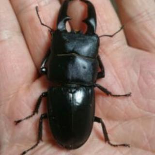本土ヒラタクワガタ　ペア