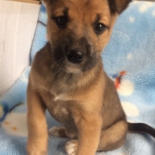 子犬 メス2カ月