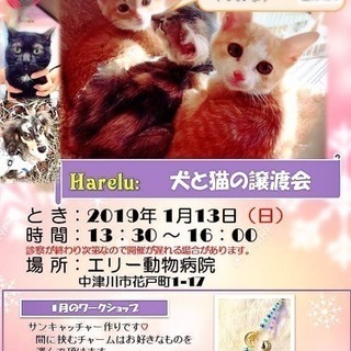 犬と猫の譲渡会