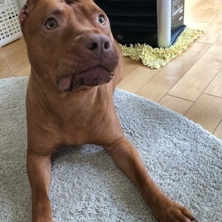 犬友募集中
