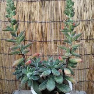 多肉植物☆錦晃星（きんこうせい）