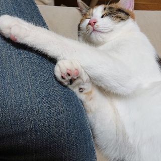 ❤️ハート模様が特徴の甘えん坊で、遊ぶの大好きな三毛猫です