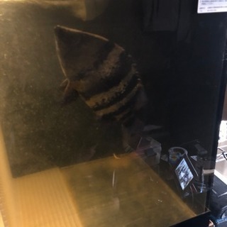 ワイルド  ニューギニアダトニオ