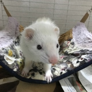 フェレット