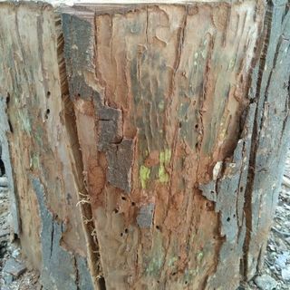 ジャンボ・スウェーデントーチ(スウェディッシュトーチ)！アウトレット。直径40cm程度。シナモンの香りのニッケイ。2シーズン乾燥。木こりのろうそく。茨城県潮来市。の画像