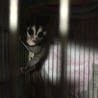 フクロモモンガ 2才  メス