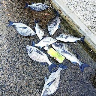 チヌ釣り友達。 - 唐津市