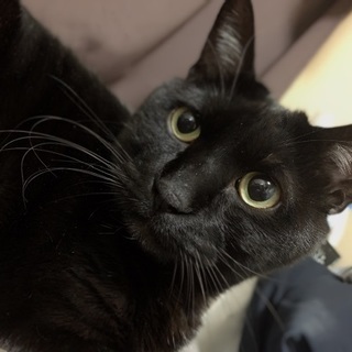 穏やかでマイペースなおっとり黒猫