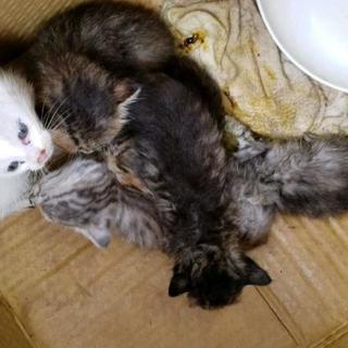里親様募集・三兄妹、命(みこと♀)命瑠(みちる)♀ − 千葉県