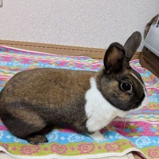 里親様が決定いたしました。ありがとうございました。