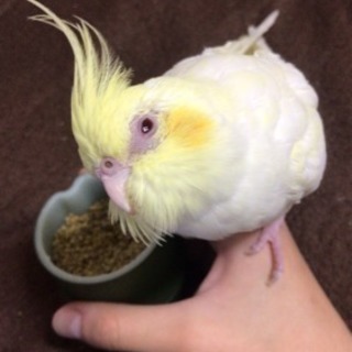 インコオタク募集