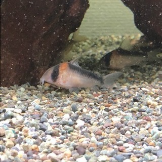 コリドラスアドルフォイ親個体ペア(熱帯魚水槽)生体