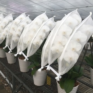 胡蝶蘭の出荷作業の画像