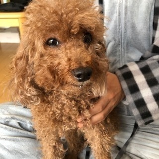 トイプードルレッド - 犬