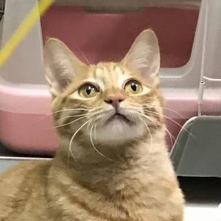 寂しがり屋のヒバ。