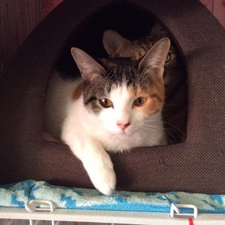 小柄でかわいい三毛猫さん