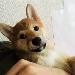 6ヶ月のかわいい柴犬！