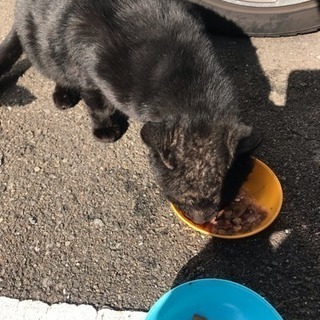 野良猫です。約３歳。黒猫。